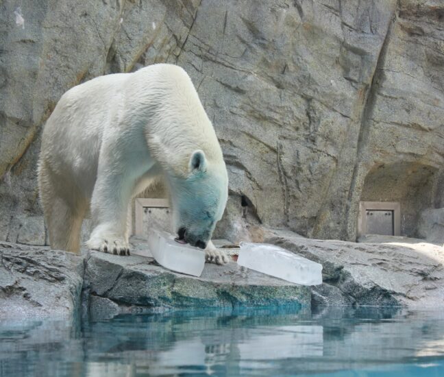 ８月１６日（火）まで／男鹿水族館GAO「ホッキョクグマに氷プレゼント」