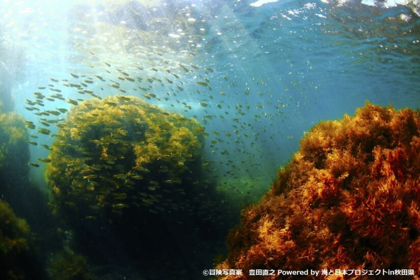 【秋田の海が豊かな理由１】海の栄養分のカギを握る「フラボ酸鉄」