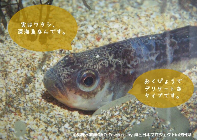 もっさり まったり 癒される【神の魚ハタハタ】は、進化系☆深海魚✨