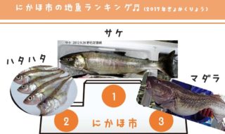 244_にかほ市の地魚ランキング