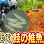 奇跡の瞬間を捉えた！花館小学校生徒が4万匹の鮭を愛情たっぷりに放流日本財団 海と日本PROJECT in 秋田県 2023 #04
