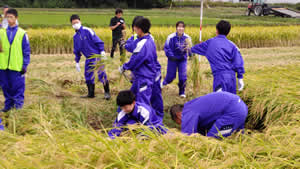 脱プラスチック米を育てて海ごみゼロ宣言❗稲刈り篇 ＠角館中学校