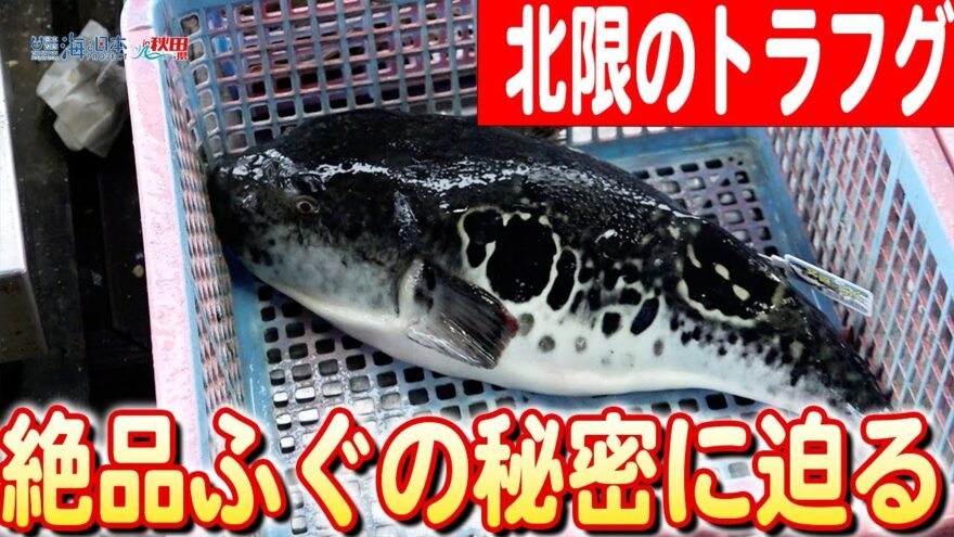 【北緯40度の冒険】漁獲減でも諦めない！秋田県で始まるトラフグ復活のプロジェクト 日本財団 海と日本PROJECT in 秋田県 2023 #026