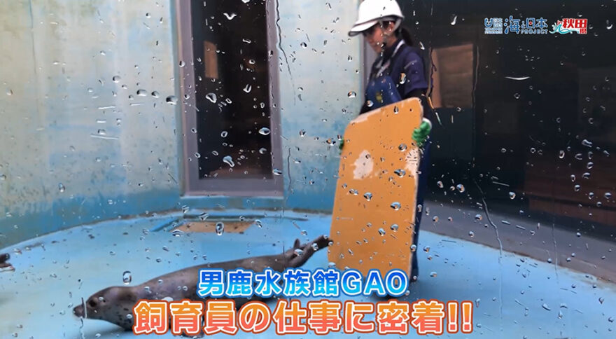 10/20放送📺の「男鹿水族館GAO　飼育員の仕事に密着！！」についてをYouTubeに更新しました