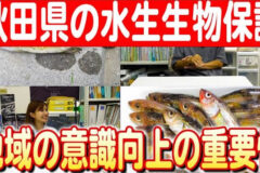 【秋田の水生生物を守る】杉山理事長が語る地域の取り組みとハタハタの未来 日本財団 海と日本PROJECT in 秋田県 2024 #17