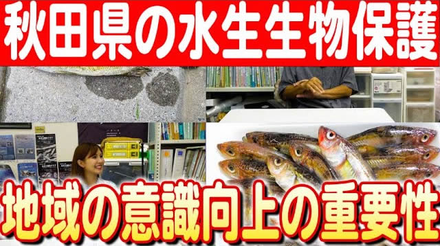 【秋田の水生生物を守る】杉山理事長が語る地域の取り組みとハタハタの未来 日本財団 海と日本PROJECT in 秋田県 2024 #17