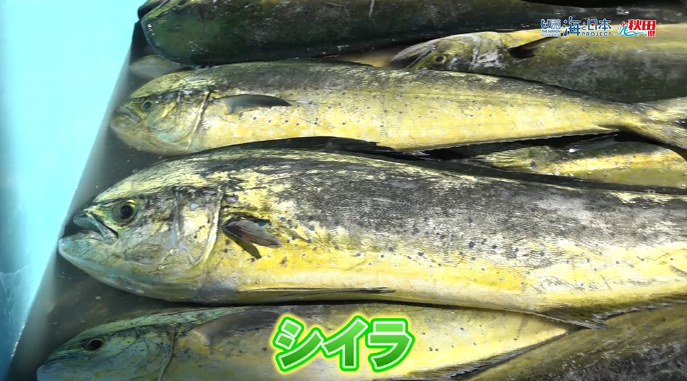 11/3放送📺の「秋田で漁獲量が増加している🐟鱪(シイラ)について」をYouTubeに更新しました