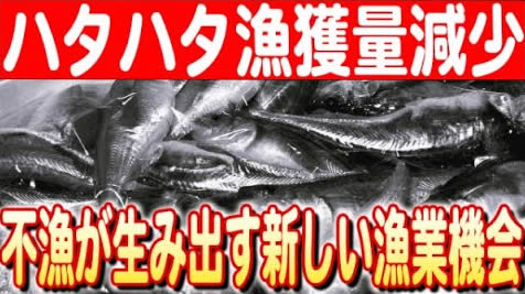 【秋田の海が直面する試練】ハタハタ不漁とその影響 日本財団 海と日本PROJECT in 秋田県 2024 #05