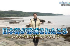 6/22放送📺の「日本海が形成されたころ～いろんな化石を探してみよう～」をYouTubeに更新しました🌊