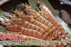 ９月１４日（日）🌊海と日本プロジェクト in 秋田県❗🌅の番組の内容は･･･