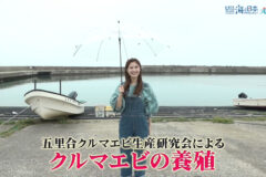 9/14放送📺の男鹿市五里合クルマエビ生産研究会による「クルマエビの養殖」について紹介をYouTubeに更新しました🌊