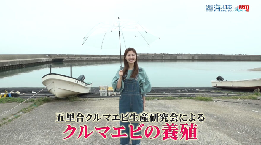 9/14放送📺の男鹿市五里合クルマエビ生産研究会による「クルマエビの養殖」について紹介をYouTubeに更新しました🌊