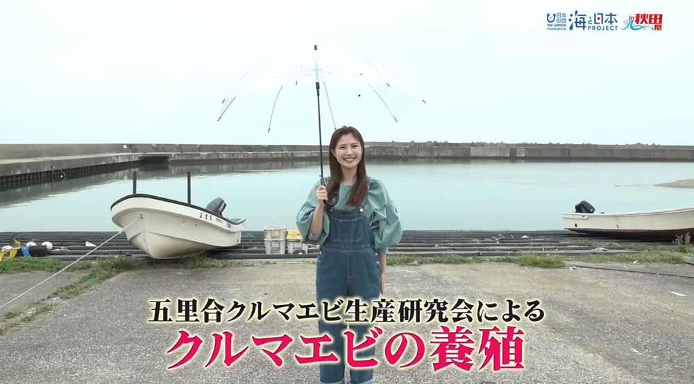 9/14放送📺の男鹿市五里合クルマエビ生産研究会による「クルマエビの養殖」について紹介をYouTubeに更新しました🌊
